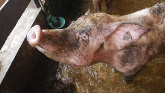 Die Muttertiere sind viel zu dünn und wirken nicht gesund. (Bild: VGT.at / VEREIN GEGEN TIERFABRIKEN)