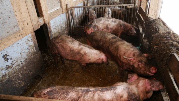Ein wahrer Saustall, so sollen Tiere nicht leben müssen. (Bild: VGT.at / VEREIN GEGEN TIERFABRIKEN)