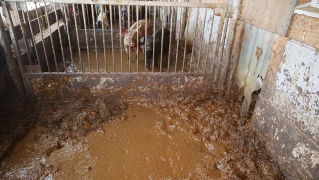 Ausgemistet wurde hier schon lange nicht. (Bild: VGT.at / VEREIN GEGEN TIERFABRIKEN)