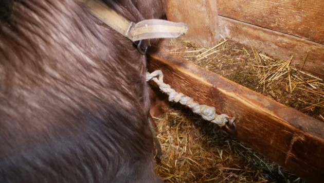 Ein kurzer Strick verhindert die Bewegung. (Bild: VGT.at / VEREIN GEGEN TIERFABRIKEN)
