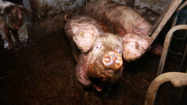 Für die Tiere bedeuten die Zustände nicht nur einen erheblichen Leidensdruck, sondern auch Gesundheitsrisiken! (Bild: VGT.at / VEREIN GEGEN TIERFABRIKEN)
