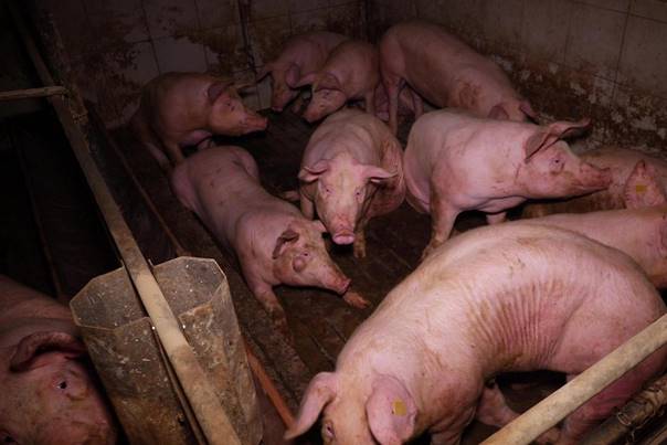 Zustände im AMA Schweinestall im Bezirk Korneuburg