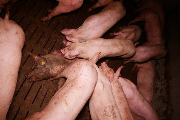 Zustände im AMA Schweinestall im Bezirk Korneuburg