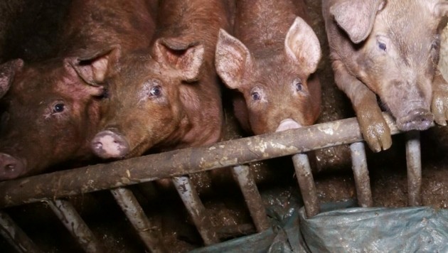 Die Ferkel sind im hintersten Winkel des Stalls zu finden, in den kaum Licht dringt. (Bild: VGT)