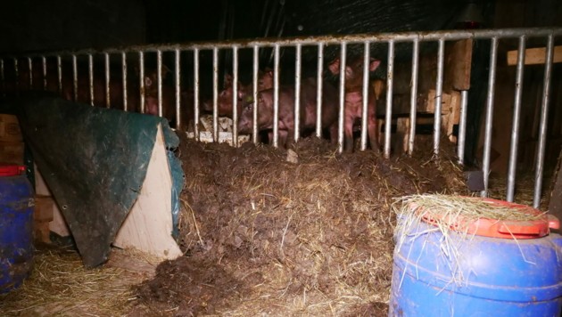 Kot und Urin - wo man hinsieht. (Bild: VGT)