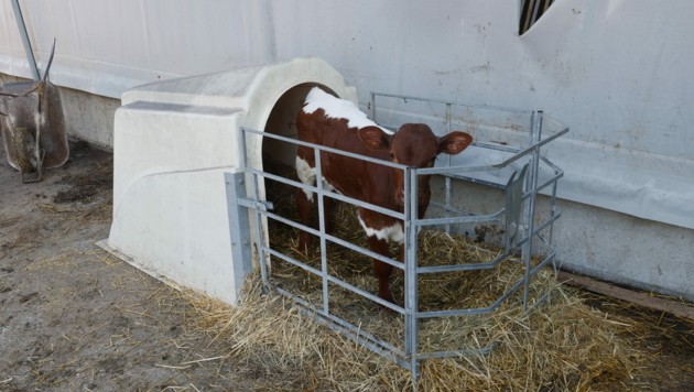Dieses Kalb fristet sein Leben isoliert von der Gruppe. (Bild: VGT.at / VEREIN GEGEN TIERFABRIKEN)