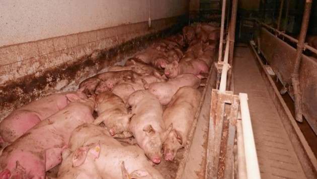 Derart eingepfercht mussten die Schweine ihr Leben fristen, ehe sie geschlachtet wurden. (Bild: VGT.at)
