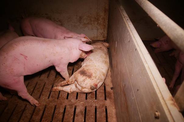 Zustände im AMA Schweinestall im Bezirk Korneuburg