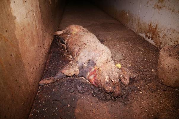 Zustände im AMA Schweinestall im Bezirk Korneuburg