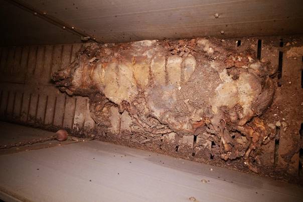 Zustände im AMA Schweinestall im Bezirk Korneuburg