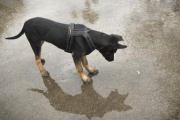Auszubildender Polizeihund