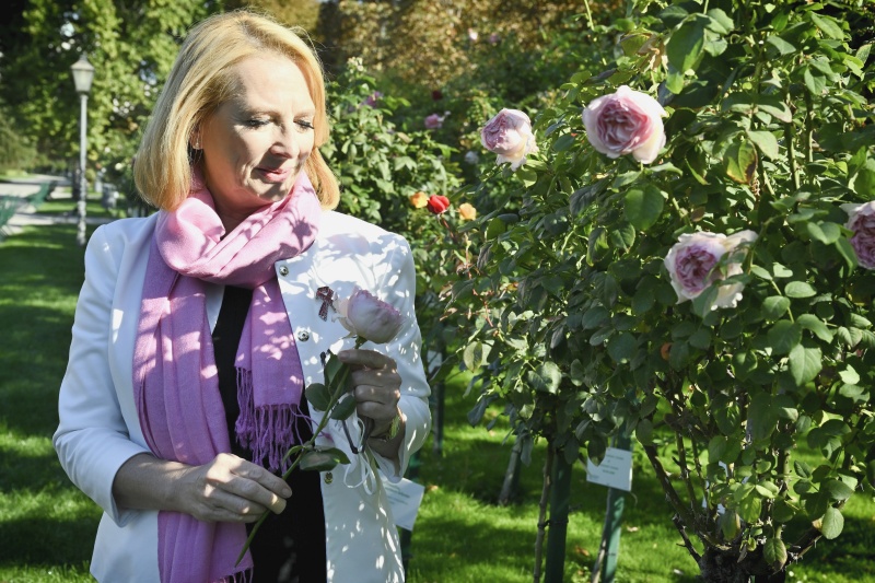 Zweite Nationalratspräsidentin Doris Bures (SPÖ) widmet einen Rosenstock im Volksgarten den von Brustkrebs betroffenen Frauen