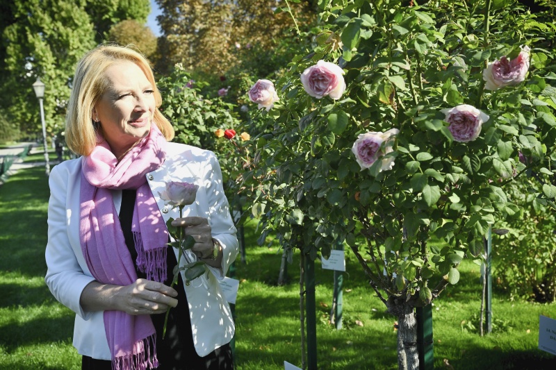 Zweite Nationalratspräsidentin Doris Bures (SPÖ) widmet einen Rosenstock im Volksgarten den von Brustkrebs betroffenen Frauen