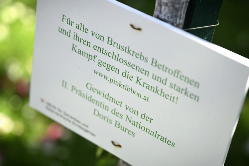 Der gewidmete Rosenstock im Volksgarten