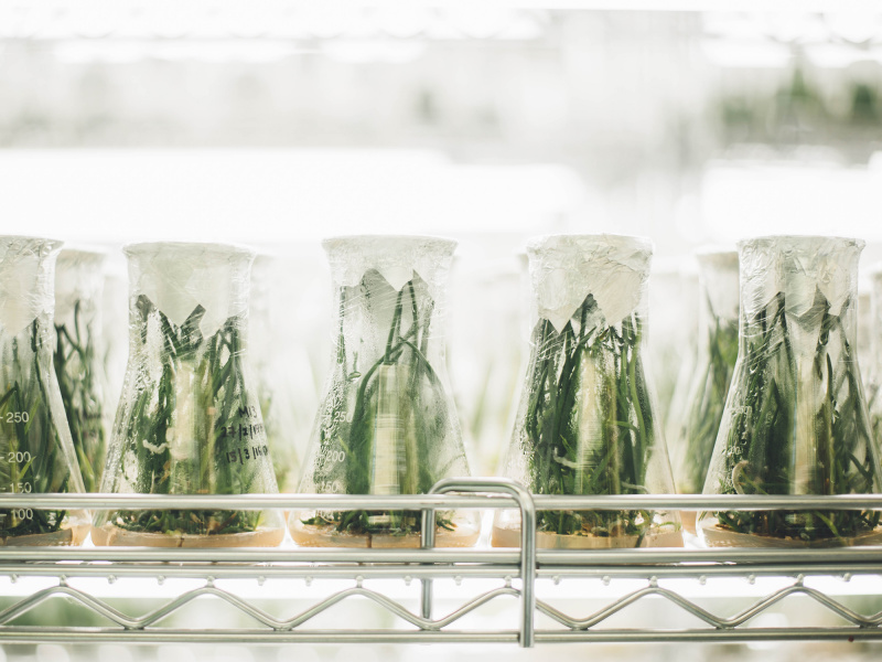 Mehrere Glasbehälter, gefüllt mit wachsenden Pflanzen auf einem Laborregal