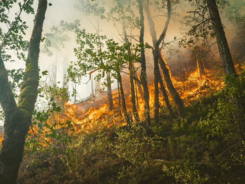 Blick in einen brennenden Wald