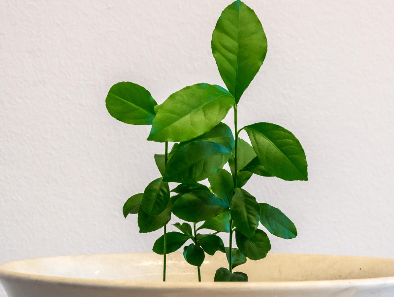 5. Juni - Weltklimatag