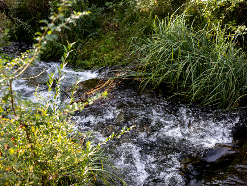 Fluss in Natur, Bach