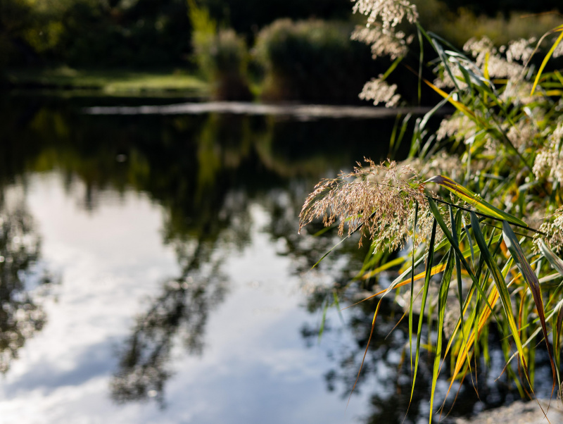 Schilf über Wasser mit Spiegelung2