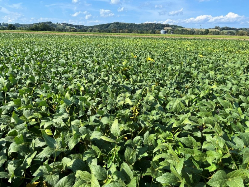 Blick auf ein Sojafeld im Burgenland