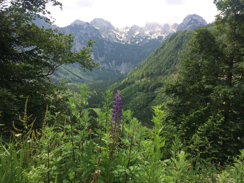 Berg- und Waldlandschaft mit Bäumen