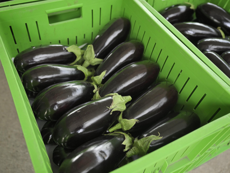 Auberginenernte