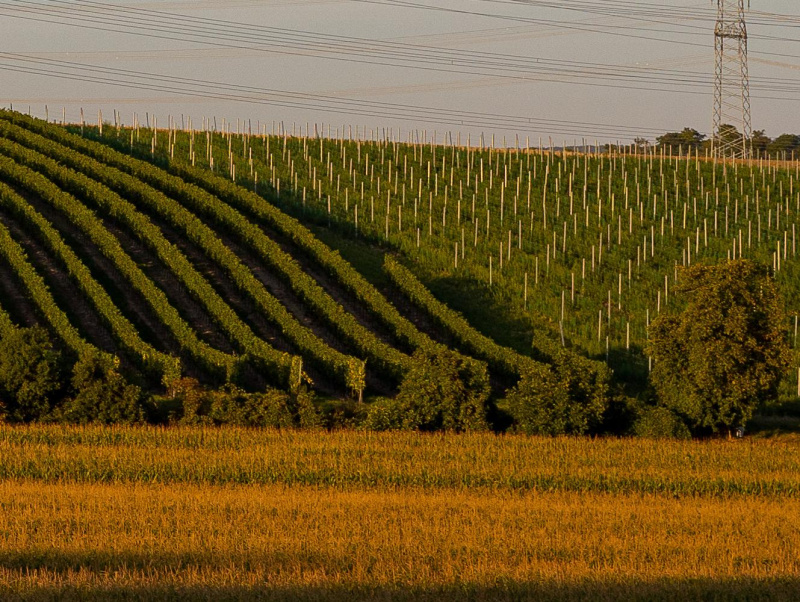 Hochspannungsleitung Landwirtschaft Felder Weinbau