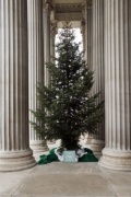 Der diesjährige Weihnachtsbaum beim Haupteingang des Parlaments